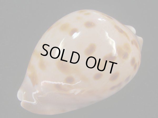 画像4: ピンクメンコイダカラ(Zoila venusta roseopunctata) 77ｍｍ　特大　ウルトラエクセプショナル (4)