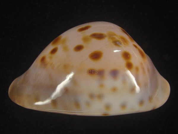 画像5: ピンクメンコイダカラ(Zoila venusta roseopunctata) 77ｍｍ　特大　ウルトラエクセプショナル (5)