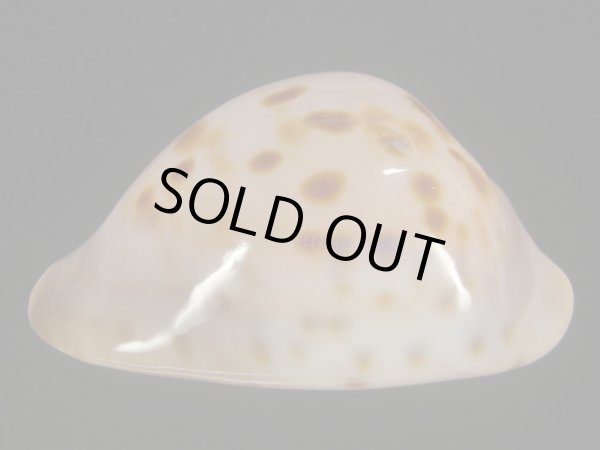 画像5: ピンクメンコイダカラ(Zoila venusta roseopunctata) 77ｍｍ　特大　ウルトラエクセプショナル (5)