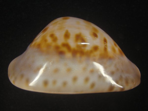 画像6: ピンクメンコイダカラ(Zoila venusta roseopunctata) 77ｍｍ　特大　ウルトラエクセプショナル (6)