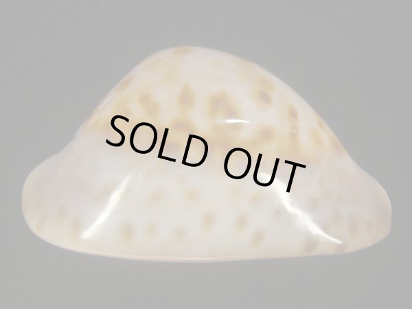 画像6: ピンクメンコイダカラ(Zoila venusta roseopunctata) 77ｍｍ　特大　ウルトラエクセプショナル (6)