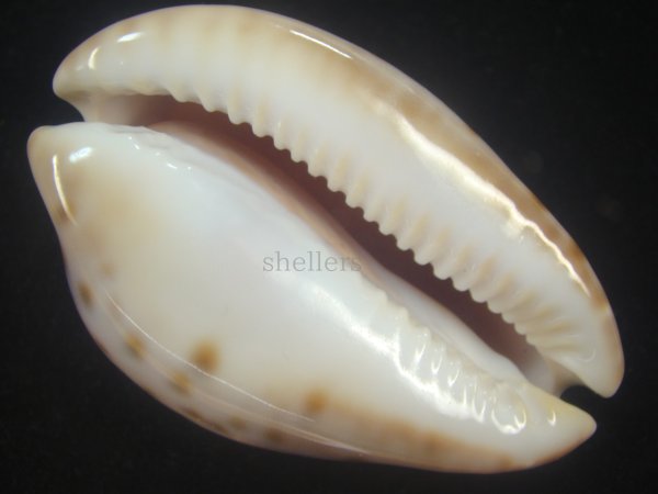 画像7: ピンクメンコイダカラ(Zoila venusta roseopunctata) 77ｍｍ　特大　ウルトラエクセプショナル (7)