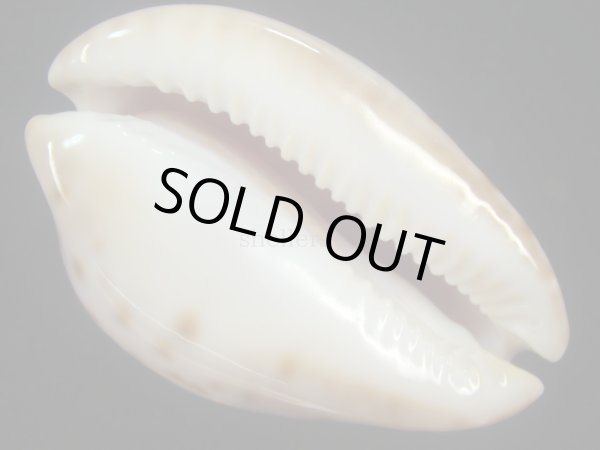 画像7: ピンクメンコイダカラ(Zoila venusta roseopunctata) 77ｍｍ　特大　ウルトラエクセプショナル (7)