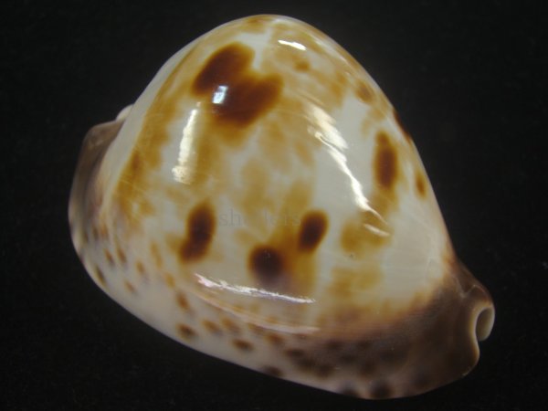 画像1: ピンクメンコイダカラ(Zoila venusta roseopunctata) 79ｍｍ　特大　美品　ユニークカラー (1)