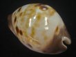 画像2: ピンクメンコイダカラ(Zoila venusta roseopunctata) 79ｍｍ　特大　美品　ユニークカラー (2)