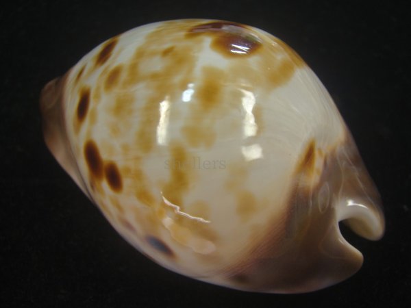 画像2: ピンクメンコイダカラ(Zoila venusta roseopunctata) 79ｍｍ　特大　美品　ユニークカラー (2)