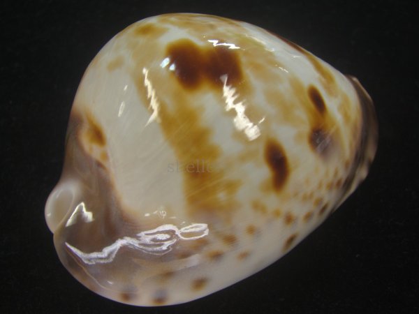 画像3: ピンクメンコイダカラ(Zoila venusta roseopunctata) 79ｍｍ　特大　美品　ユニークカラー (3)