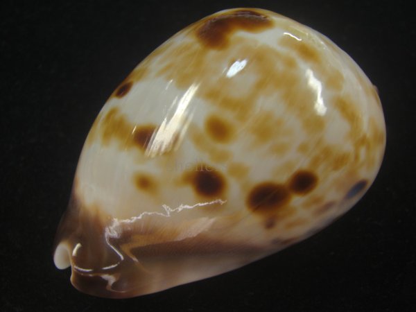 画像4: ピンクメンコイダカラ(Zoila venusta roseopunctata) 79ｍｍ　特大　美品　ユニークカラー (4)