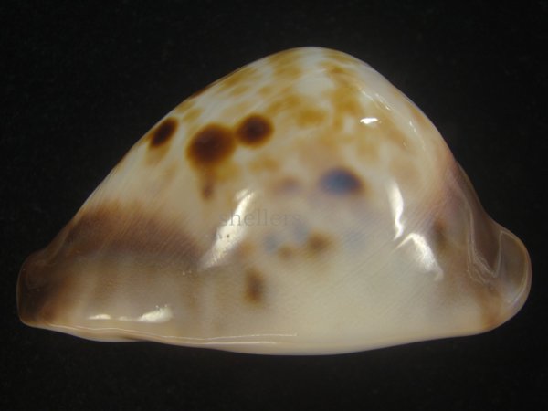 画像5: ピンクメンコイダカラ(Zoila venusta roseopunctata) 79ｍｍ　特大　美品　ユニークカラー (5)