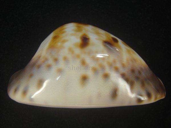 画像6: ピンクメンコイダカラ(Zoila venusta roseopunctata) 79ｍｍ　特大　美品　ユニークカラー (6)