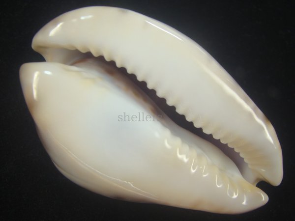 画像7: ピンクメンコイダカラ(Zoila venusta roseopunctata) 79ｍｍ　特大　美品　ユニークカラー (7)