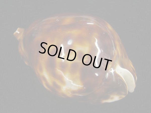 画像2: ベルコイ　濃色　老成 (2)