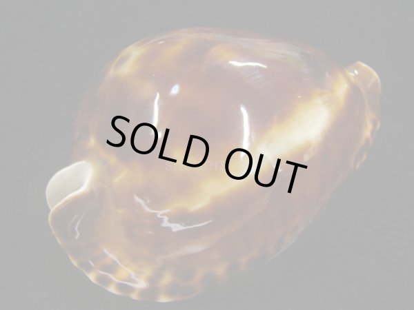 画像3: ベルコイ　濃色　老成 (3)