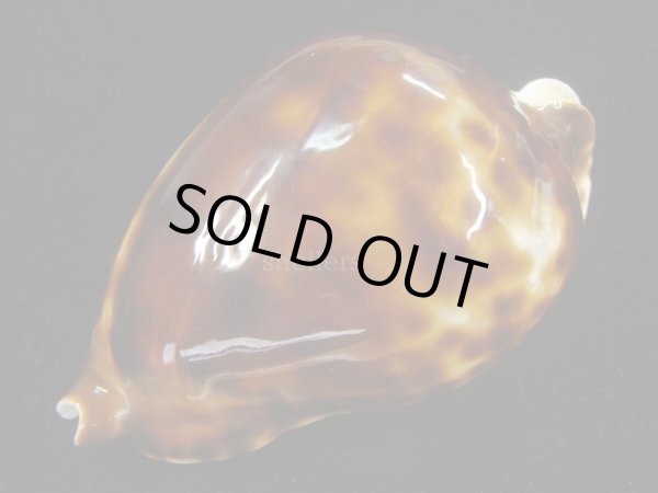 画像4: ベルコイ　濃色　老成 (4)