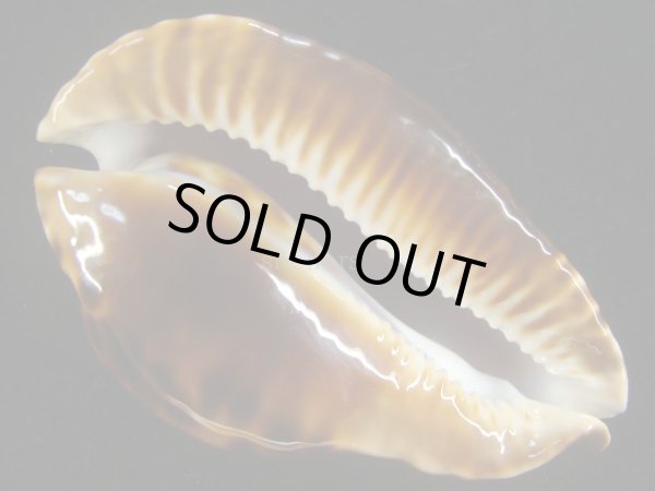 画像5: ベルコイ　濃色　老成 (5)