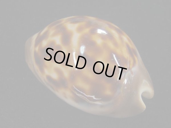 画像2: ロゼオプンクタータ　濃色 (2)