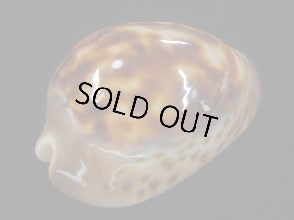 画像3: ロゼオプンクタータ　濃色 (3)