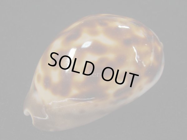 画像4: ロゼオプンクタータ　濃色 (4)