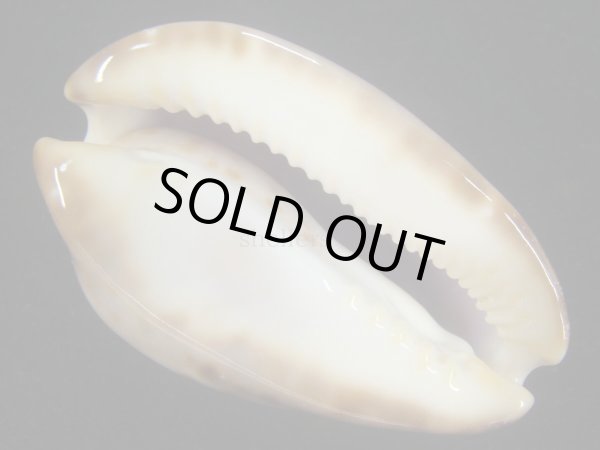 画像5: ロゼオプンクタータ　濃色 (5)