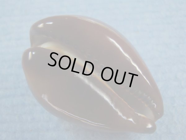 画像5: ベッコウダカラ(Zoila decipiens)  (5)