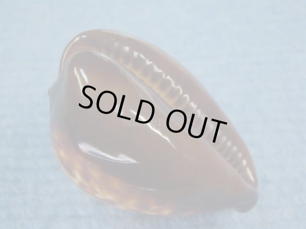 画像4: ベッコウダカラ(Zoila decipiens)  (4)