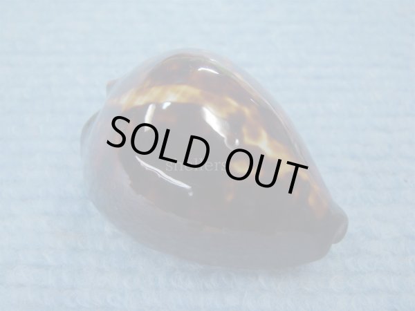 画像1: ベッコウダカラ(Zoila decipiens suprasium)  (1)