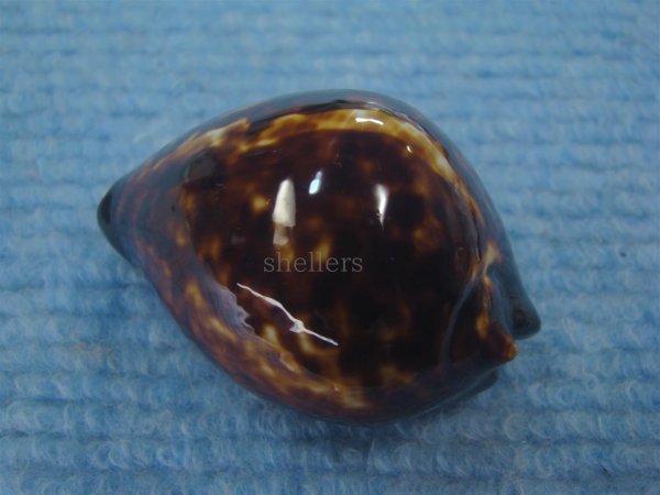 画像2: ベッコウダカラ(Zoila decipiens suprasium)  (2)