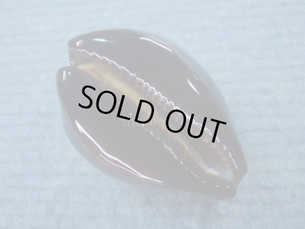 画像3: ベッコウダカラ(Zoila decipiens suprasium)  (3)