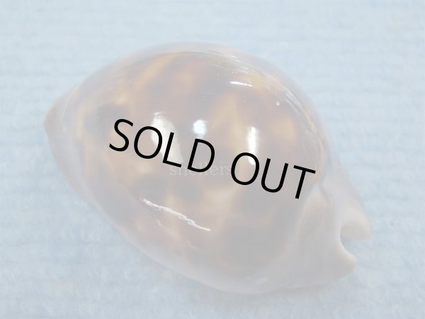 画像2: エピシマメンコイダカラ(Zoila venusta episema) 67ｍｍ　特大　美品 (2)