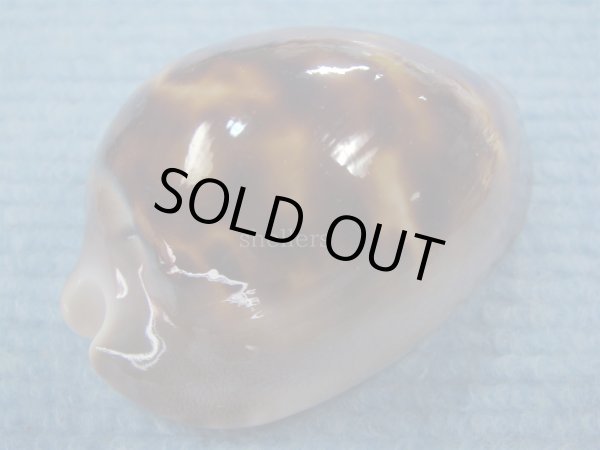 画像3: エピシマメンコイダカラ(Zoila venusta episema) 67ｍｍ　特大　美品 (3)