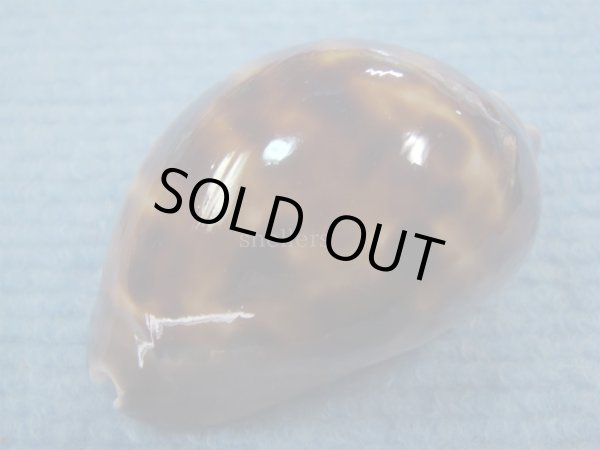 画像4: エピシマメンコイダカラ(Zoila venusta episema) 67ｍｍ　特大　美品 (4)