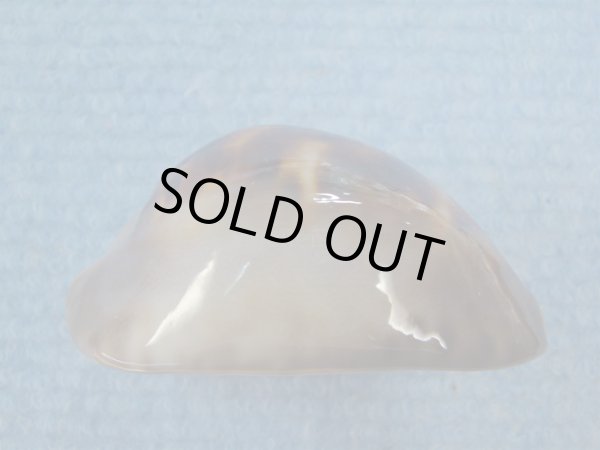 画像5: エピシマメンコイダカラ(Zoila venusta episema) 67ｍｍ　特大　美品 (5)