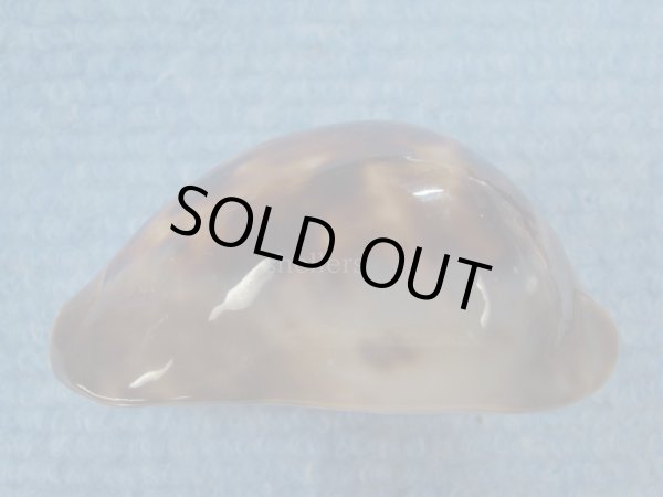 画像6: エピシマメンコイダカラ(Zoila venusta episema) 67ｍｍ　特大　美品 (6)