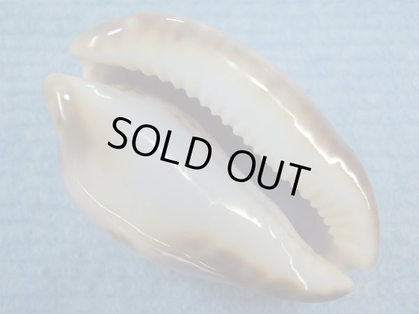 画像7: エピシマメンコイダカラ(Zoila venusta episema) 67ｍｍ　特大　美品 (7)