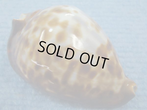 画像1: ナガクロガネダカラ(Zoila friendii insulata) 美品 (1)