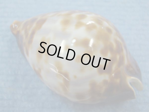 画像2: ナガクロガネダカラ(Zoila friendii insulata) 美品 (2)