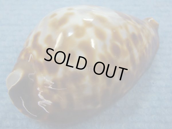 画像3: ナガクロガネダカラ(Zoila friendii insulata) 美品 (3)