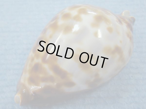 画像4: ナガクロガネダカラ(Zoila friendii insulata) 美品 (4)