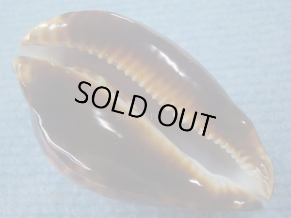 画像7: ナガクロガネダカラ(Zoila friendii insulata) 美品 (7)