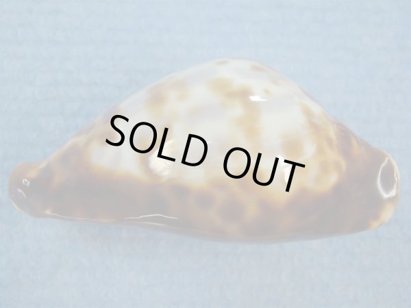 画像6: ナガクロガネダカラ(Zoila friendii insulata) 美品 (6)