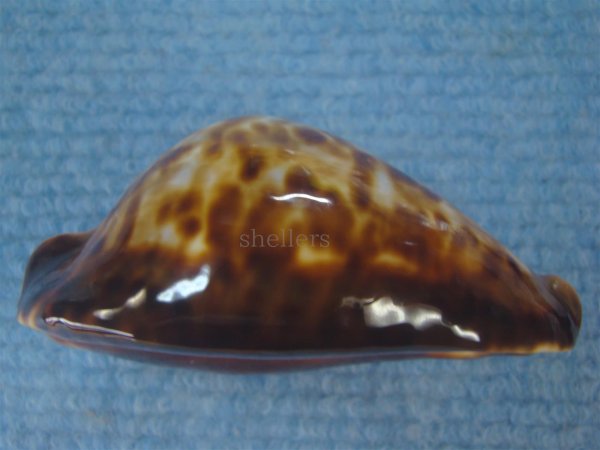 画像5: ナガクロガネダカラ(Zoila friendii insulata) 美品 (5)