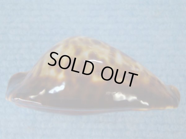 画像5: ナガクロガネダカラ(Zoila friendii insulata) 美品 (5)