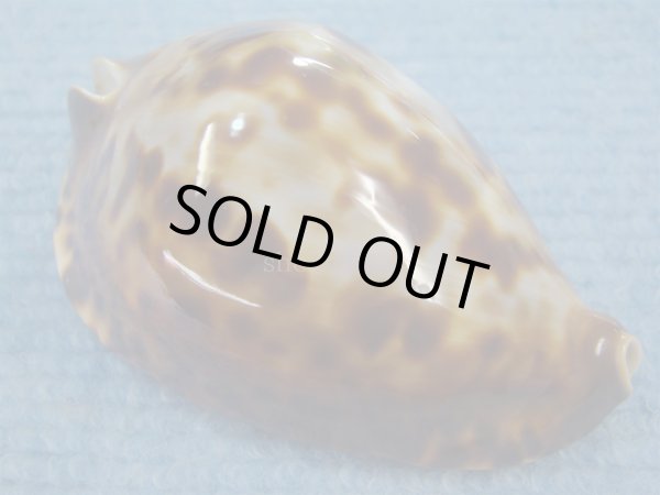 画像1: ナガクロガネダカラ(Zoila friendii insulata) 美品 (1)