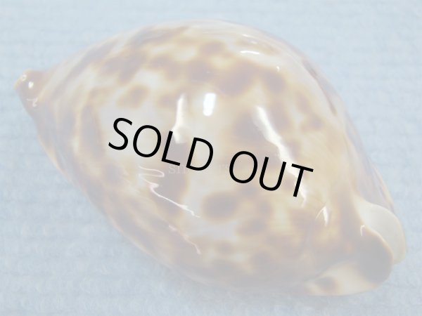 画像2: ナガクロガネダカラ(Zoila friendii insulata) 美品 (2)