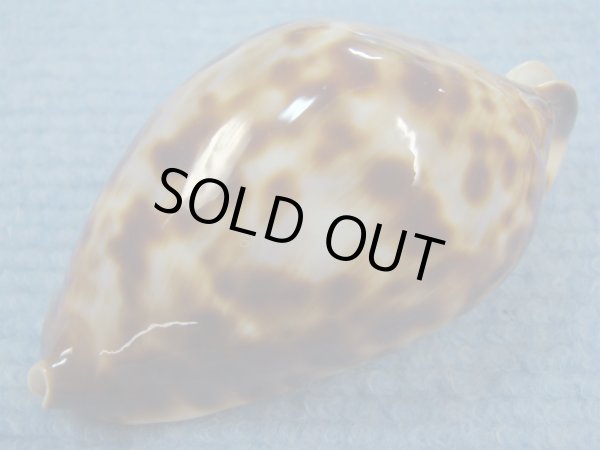 画像4: ナガクロガネダカラ(Zoila friendii insulata) 美品 (4)