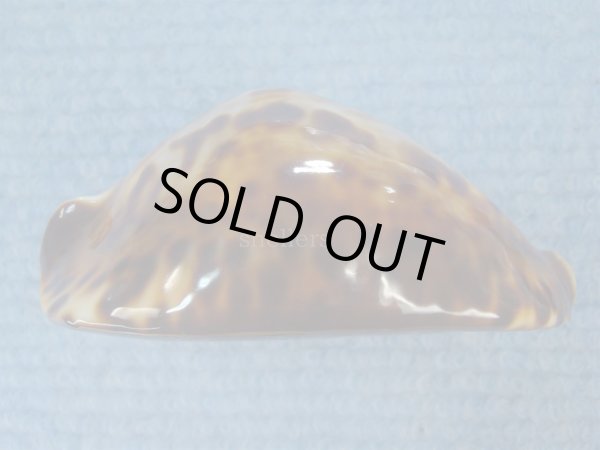 画像5: ナガクロガネダカラ(Zoila friendii insulata) 美品 (5)