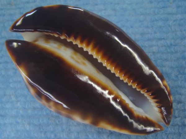 画像7: ナガクロガネダカラ(Zoila friendii insulata) 美品 (7)