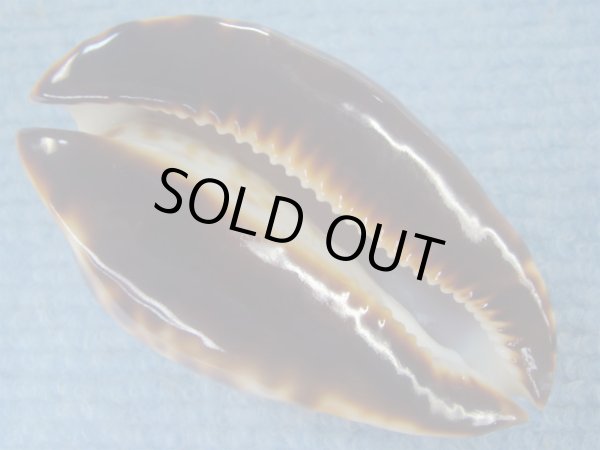 画像7: ナガクロガネダカラ(Zoila friendii insulata) 美品 (7)