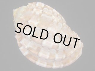激レア　美品　パナマ産　ニシキマクラ貝 ボイルあずまにしき貝 NET800g ばら売り