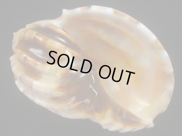 画像2: ハワイショクコウラ(Harpa conoides) 85ｍｍ　超特大　特老成 (2)